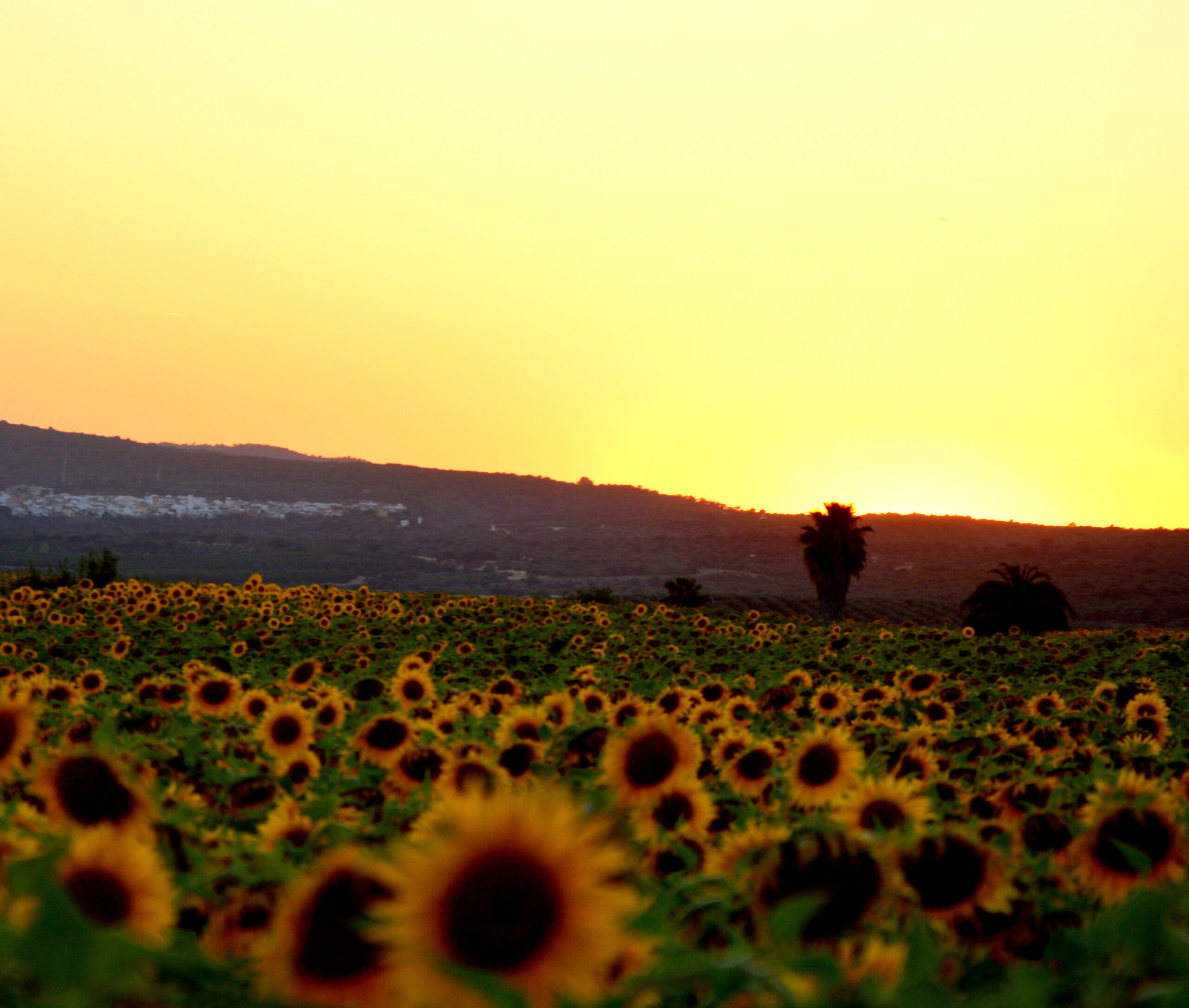 Campo Girasoles Hornachuelos